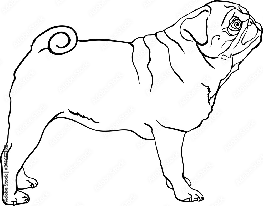 Canvas Prints Pug Dog Profile Vector  Black and White Line Drawing Illustration 