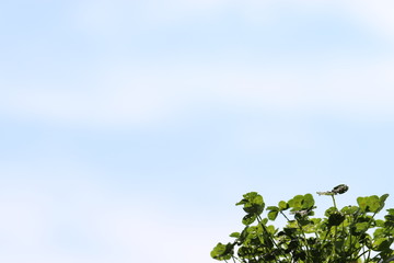 青い空と白い雲と四葉のクローバー
