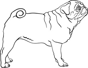 Pug Dog Profile Vector  Black and White Line Drawing Illustration 