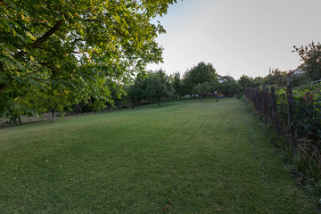 The lawn with pear trees and apple trees.