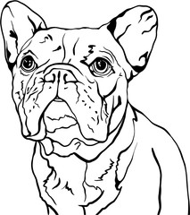 Black and White French Bulldog Dog Line Art Illustration with Transparent Background Vector