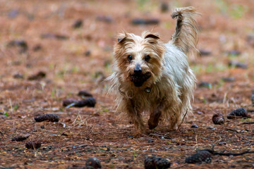 Dog Yorkshire terrier look on camera