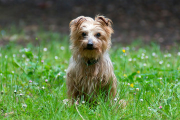 Dog Yorkshire terrier look on camera