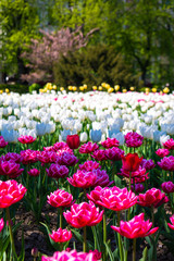 Весняні квіти в місті ужгород