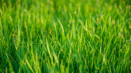 Fototapeta premium Stalks of young green grass on a blurred background.