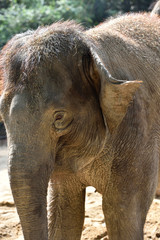 Fototapeta premium Elephant which is the largest land mammal
