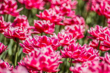 Весняні квіти в місті ужгород