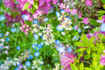 ブルーとピンクのネメシア、ネモフィラ、サツキの花壇