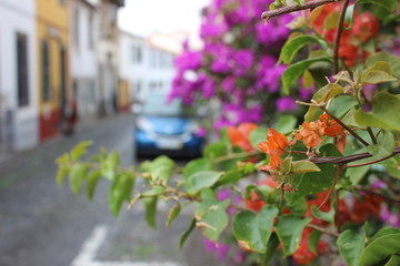 Madeira Island, Portugal