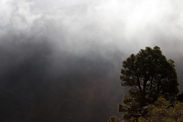 Paysage de brume