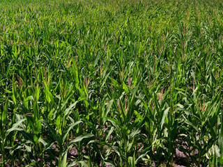 An endless field of green corn stretching to the horizon