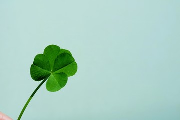 四つ葉のクローバー　幸運　見つける