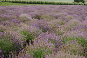 Fototapeta premium Lavender bushes in the field. Blooming lavender. Sunset gleam over purple flowers of lavender. Provence region of France. Field of Lavender, Lavandula angustifolia, Lavandula officinalis.