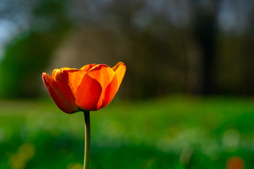 Obraz premium beautiful colorful tulip in the garden park