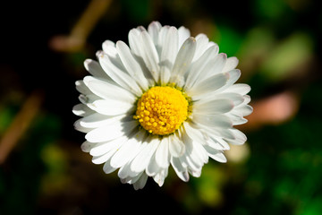 beautiful daisy in nature on grass