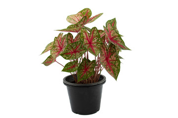 Beautiful caladium leaves isolated on white background with clipping path.