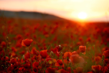Fototapeta na wymiar Field of Blooming Poppies at Sunset