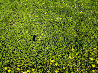 drohne flying  over the grass 
