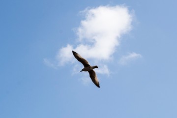 Seagull flying
