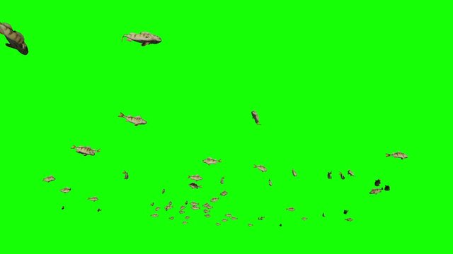 Perch school of fish, Green Screen Chromakey