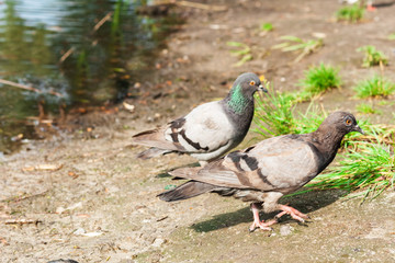 pigeons on a lake in a park, protection environment background, ecology concept