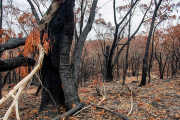 Australian bushfire aftermath: burnt eucalyptus trees suffered from firestorm