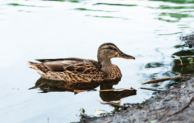 Fototapeta premium Female mallard duck. Portrait of a duck on a lake in a park.
