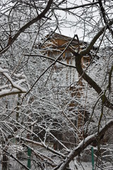 snow covered tree