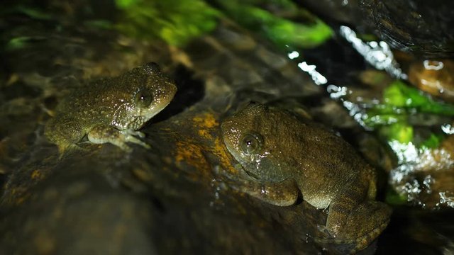 Two Wrinkled Frog males sit in front of each other at night on a rock in  a flowing Jungle stream at Amboli in Maharashtra, located at Western Ghats of India during the monsoon, one frog retreats