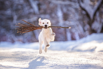 puppy in winter outdoor on the snow golden retriever dog