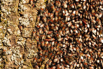 hatchery of firebusgs on a tree