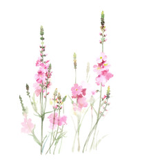 Fototapeta premium Flowers watercolor illustration.Manual composition.Big Set watercolor elements，Design for textile, wallpapers，Element for design,Greeting card