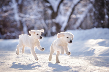 Fototapeta na wymiar puppy in winter outdoor on the snow golden retriever dog