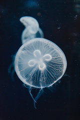 moon jellyfish in dark waters.