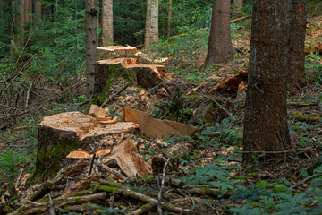 Deforestation concept. Stump of tree after cutting forest. Stump from fresh cut coniferous tree in forest. tree stump in a forest. stump in the coniferous forest from freshly chopped spruce.
