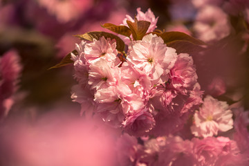 Colorful pink cherry blossom in spring