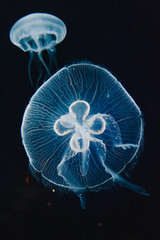 moon jellyfish in dark waters.