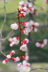 Beautiful spring branch of blooming apricot flowers. Sense of Tenderness