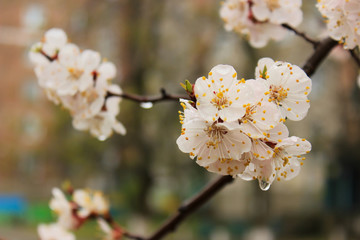 Obraz premium Beautiful spring branch of blooming apricot flowers. Raindrops on flowers. Rainy spring day, close-up