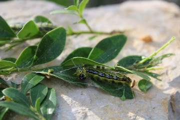 Chenille pyrale du buis, destruction du buis