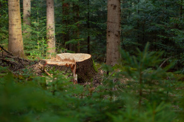 Deforestation concept. Stump of tree after cutting forest. Stump from fresh cut coniferous tree in...