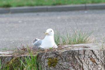 Seagull in the nest. The nest is in the stump.
