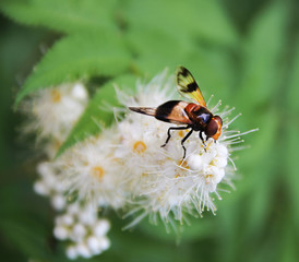 one bee on the white bush