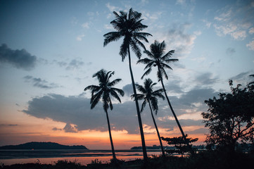 Fototapeta na wymiar Silhouette of four palm trees against a cloudy sky during sunset on the coast of the Arabian Sea