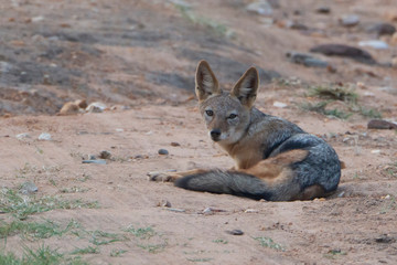 African jackal on the ground looking at camera.