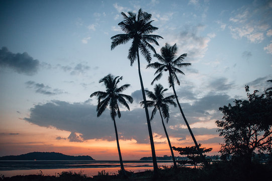 Silhouette of four palm trees against a cloudy sky during sunset on the coast of the Arabian Sea