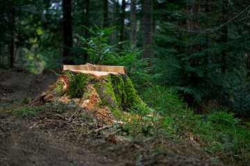 Deforestation concept. Stump of tree after cutting forest. Stump from fresh cut coniferous tree in forest. tree stump in a forest. stump in the coniferous forest from freshly chopped spruce.