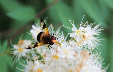 one bee on the white bush