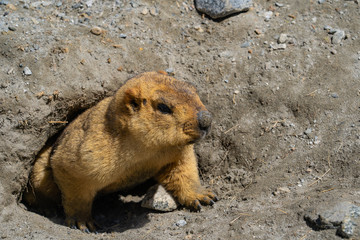 Himalayan marmot on the way to Pangong lake in Ladakh, Jammu and Kashmir, India