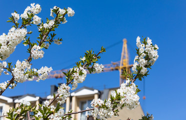 Construction crane with a spring flowering trees